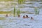 Ducklings Swimming, MallardÂ Duck Babies on Water Surface